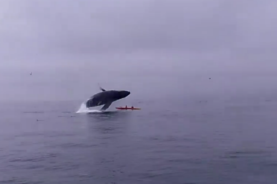 Kayaking with whales? Beware of airborne humpbacks